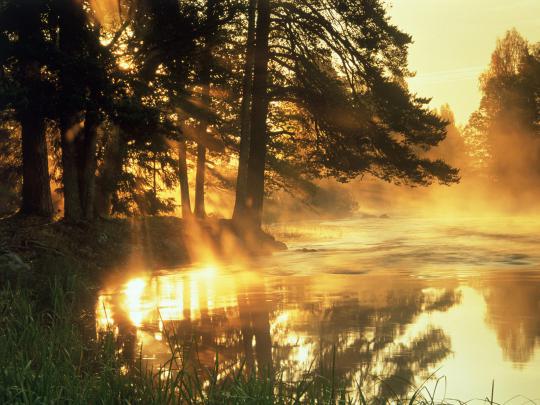 beautiful wallpaper woodland - HD Desktop Wallpapers