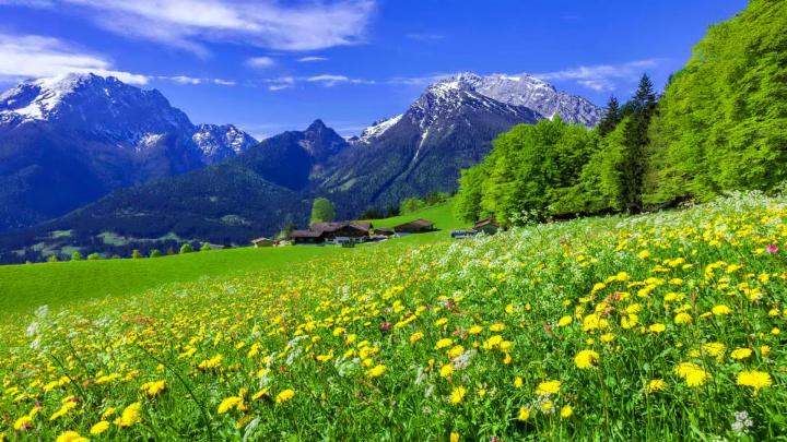 Mountain Meadow Landscape With Beautiful Mountain Flowers Yellow And 