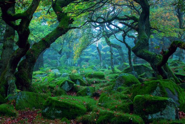 Free download forest tree moss wallpaper background [1920x1280] for 