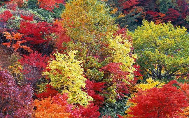 Free download Best Desktop HD Wallpaper Autumn Wallpapers [1600x1000 