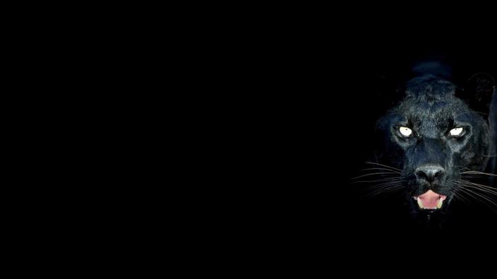black panther wallpaper A1 - HD Desktop Wallpapers