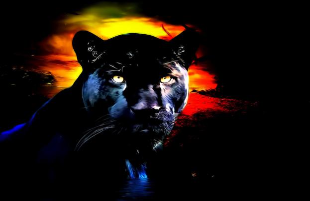 Panther Wallpaper | Photo Wallpapers