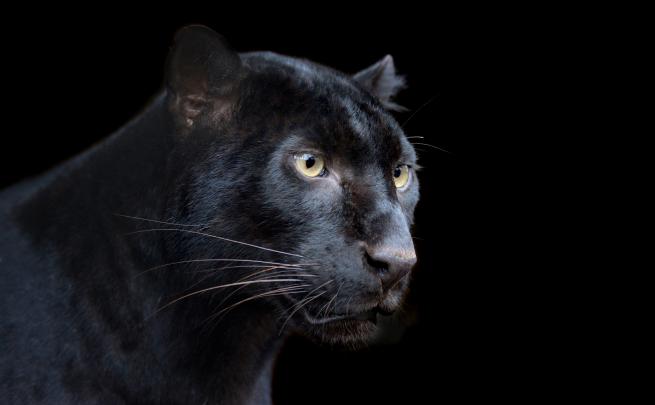 Black Panther Desktop Wallpaper -