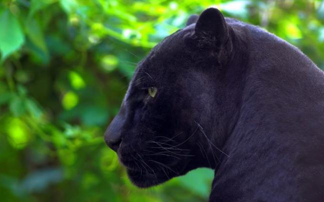 black panther wallpaper A6 - HD Desktop Wallpapers