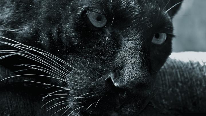 Panther HD Wallpapers