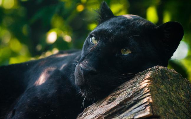 black panther wallpaper A3 - HD Desktop Wallpapers