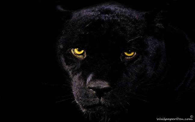 LOVE QUOTES: black panther wallpaper