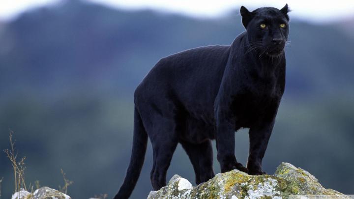 3840x2160 Black Panther India 4K Wallpaper, HD Animals 4K Wallpapers 