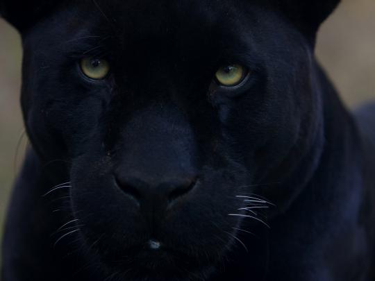 black panther wallpaper A2 - HD Desktop Wallpapers