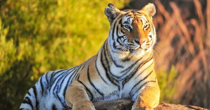Desktop Wallpapers Tiger Hd Wallpaper 4K - Tiger 4k Ultra HD Wallpaper 