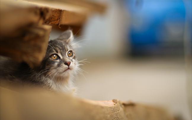 cute cats download - HD Desktop Wallpapers