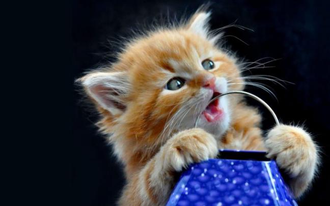 cute kitty wallpapers - HD Desktop Wallpapers