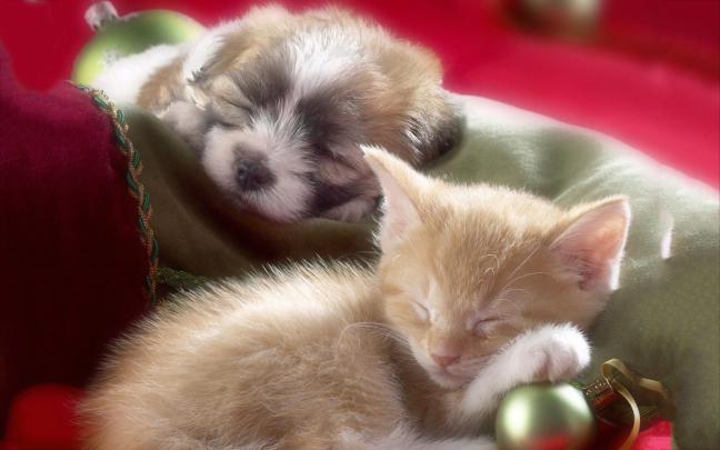 wallpapers kittens - HD Desktop Wallpapers