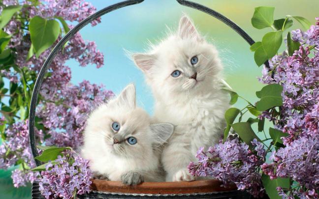 Free Desktop Wallpapers Cats