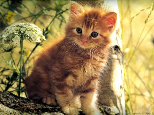 Kitten Desktop Wallpaper -