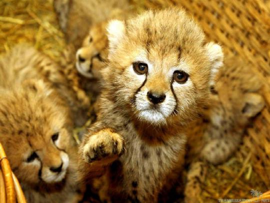 Animal Desktop Wallpaper Background (63+ images)