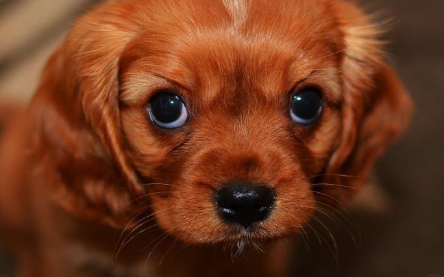 wallpaper for desktop, laptop | mg62-cute-puppy-wallpaper