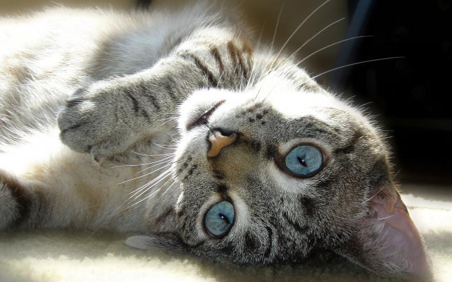 cat eyes cute - HD Desktop Wallpapers