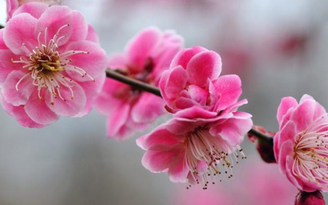cute girly wallpapers A2 - HD Desktop Wallpapers