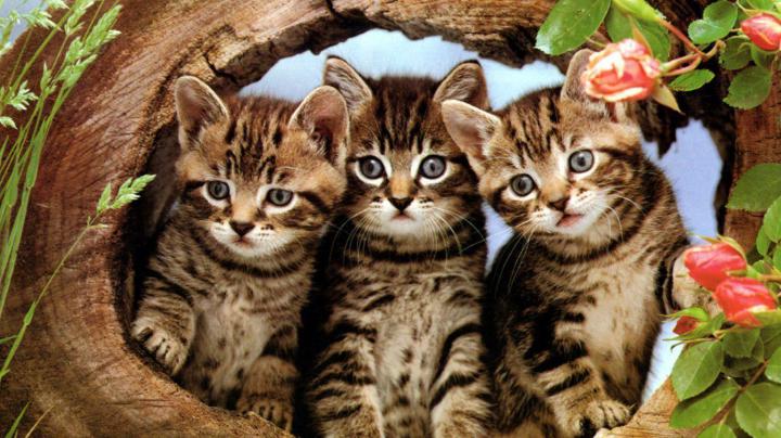 Free Cat Wallpapers For Desktop