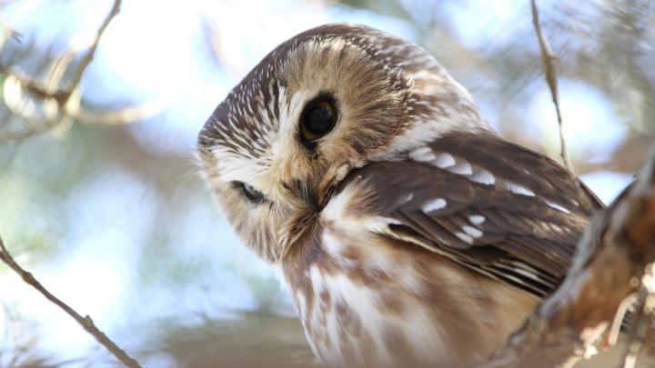 Cute Owl Wallpaper \u00b7\u2460 