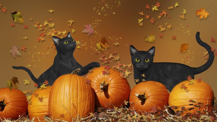 Cute Halloween wallpaper \u00b7\u2460 Download free beautiful HD wallpapers for 