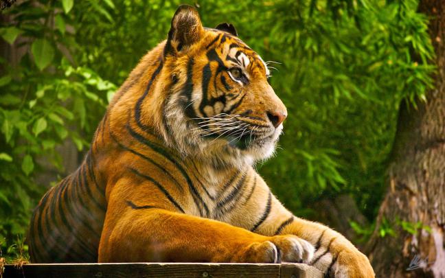 Lovable Images: Wild Tiger Hd WallPapers Free Download || Cute Tiger HD 