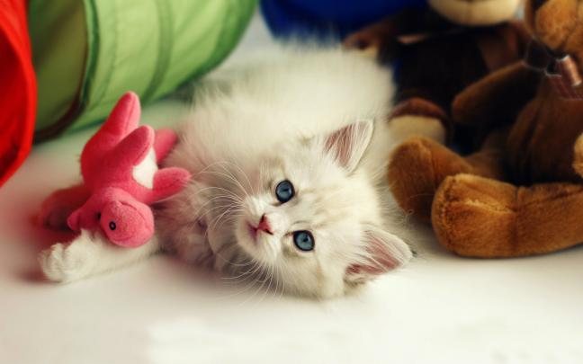 Cute Kitten Desktop Wallpaper (60+ images)