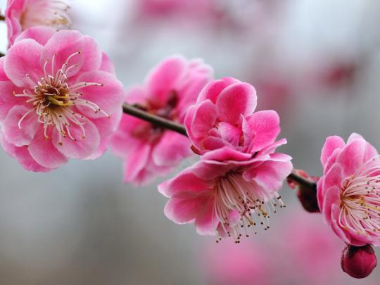 Cute Girly Desktop Wallpaper
