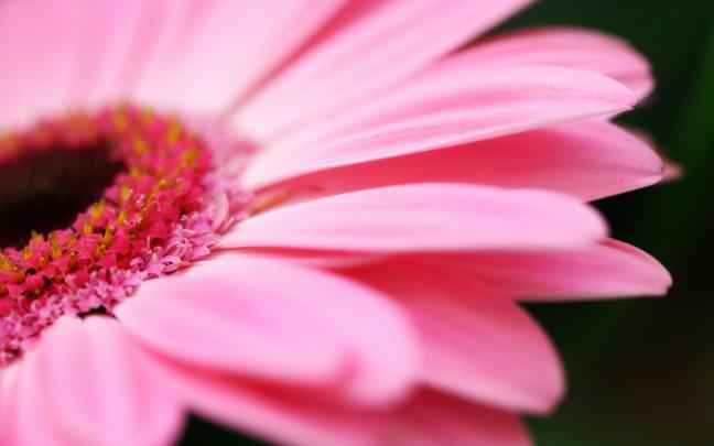 Live Wallpapers for Desktop Girly -