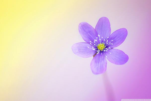 Cute Girly Desktop Wallpapers - Top Free Cute Girly Desktop Backgrounds 