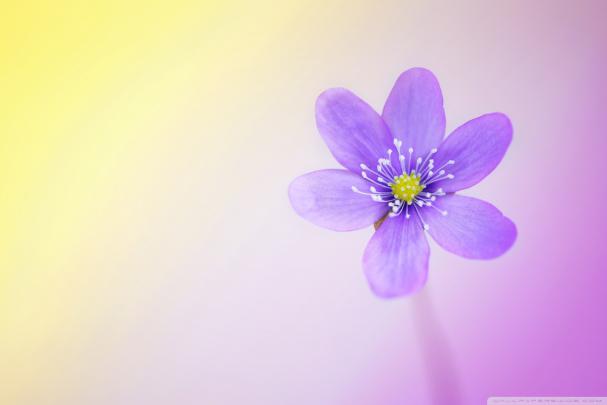 Cute Dental Wallpaper (39+ images)