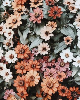 Aesthetic Hd Iphone Wallpapers Flowers | Flower aesthetic, Aesthetic 