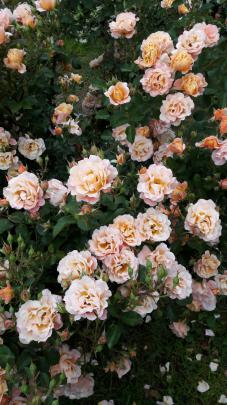 Aesthetic Spring Flowers Wallpapers | HD Background Images | Photos 