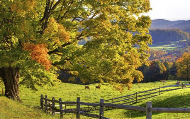 beautiful meadow wallpaper - HD Desktop Wallpapers