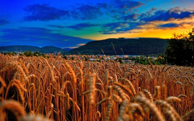 wheat field picture | HD Desktop Wallpapers