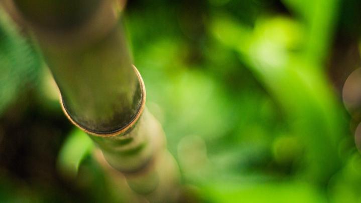 bamboo forest - HD Desktop Wallpapers