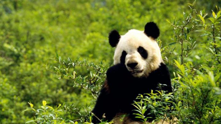 panda hd wallpaper - HD Desktop Wallpapers