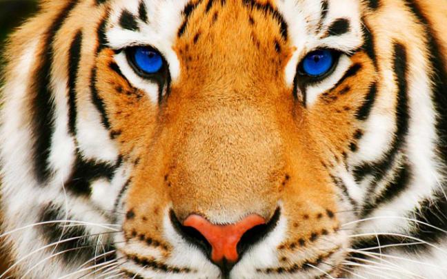 tiger face - HD Desktop Wallpapers