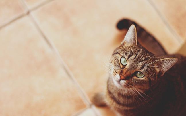 cat eyes cool | HD Desktop Wallpapers