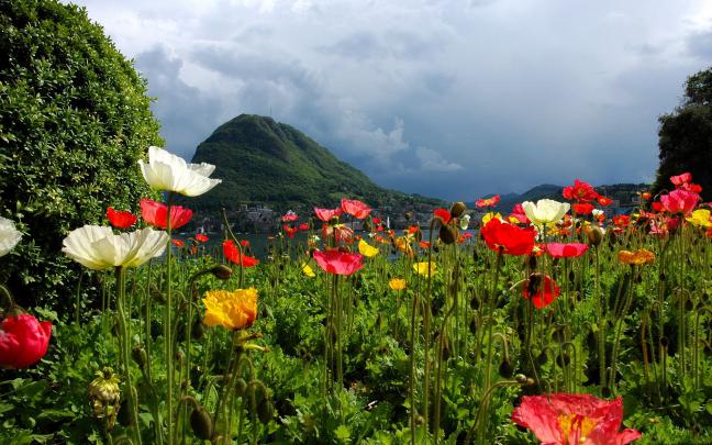 poppy wallpaper download | HD Desktop Wallpapers