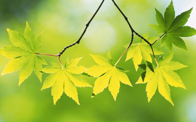 leaf wallpaper brach - HD Desktop Wallpapers