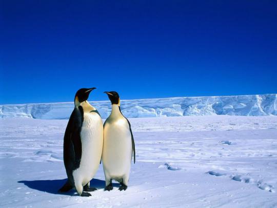 penguin picture hd - HD Desktop Wallpapers