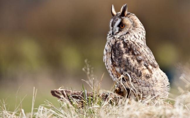 owl cute - HD Desktop Wallpapers