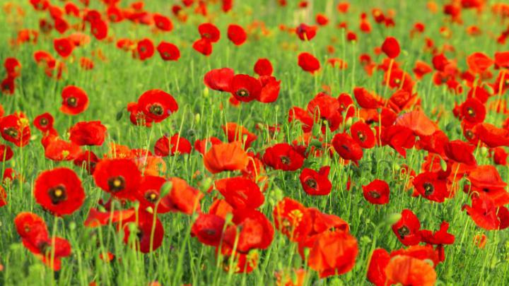 poppy wallpaper - HD Desktop Wallpapers