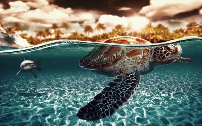 seaturtle sea - HD Desktop Wallpapers