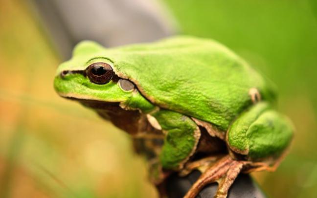 green frog background - HD Desktop Wallpapers