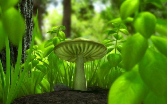 mushroom wallpaper green - HD Desktop Wallpapers