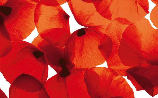 poppy wallpaper red - HD Desktop Wallpapers