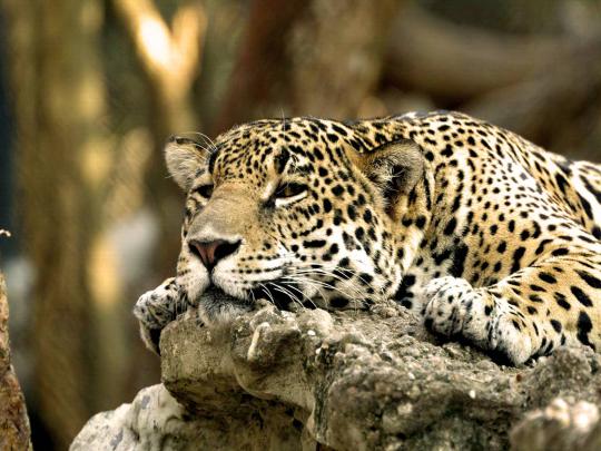 leopard wallpaper sweet - HD Desktop Wallpapers